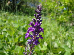Linaria purpurea