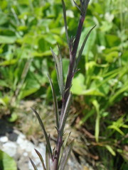 Linaria purpurea