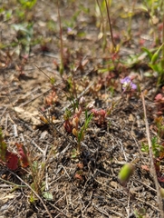 Dudleya blochmaniae blochmaniae