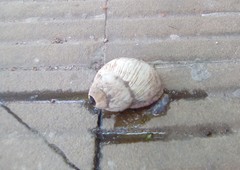 Megalobulimus lorentzianus