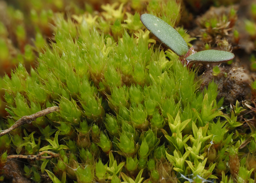 Bryum dichotomum
