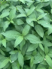 Mercurialis perennis