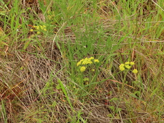 Lomatium triternatum brevifolium