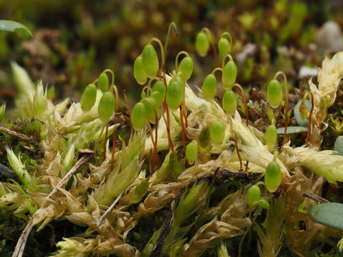 Bryum dichotomum