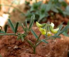 Hippocrepis ciliata