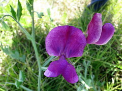 Lathyrus odoratus