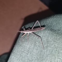 Pygolampis pectoralis