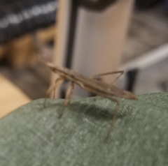 Pygolampis pectoralis