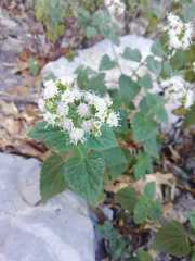 Ageratina petiolaris