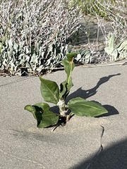 Rumex venosus