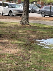 Sciurus niger