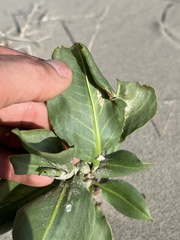 Rumex venosus