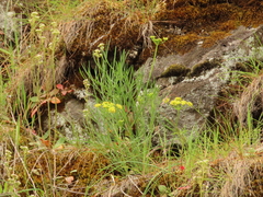 Lomatium triternatum brevifolium