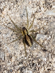Lycosidae