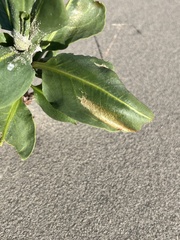 Rumex venosus
