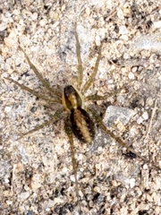 Lycosidae