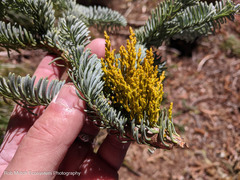 Arceuthobium tsugense amabilae