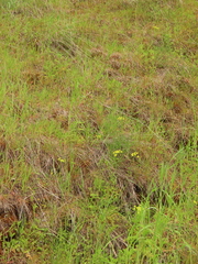 Lomatium triternatum brevifolium