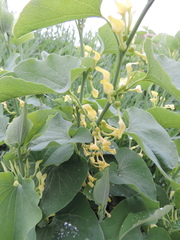 Aristolochia clematitis