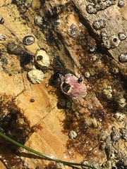 Balanomorpha