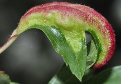 Dysaphis crataegi