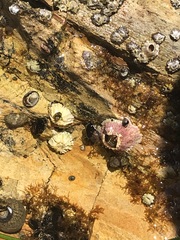 Balanomorpha