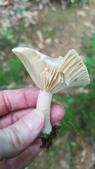 Lactarius subplinthogalus