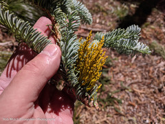 Arceuthobium tsugense amabilae