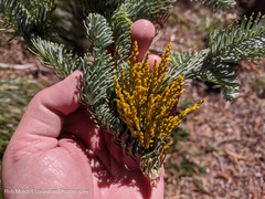 Arceuthobium tsugense amabilae