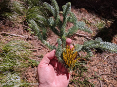 Arceuthobium tsugense amabilae