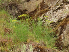 Lomatium triternatum brevifolium