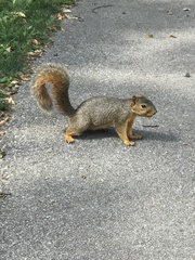 Sciurus niger