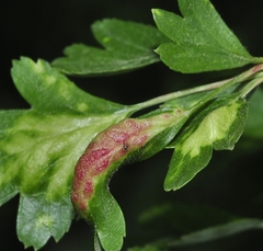 Dysaphis crataegi