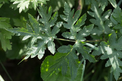 Heracleum sphondylium sibiricum