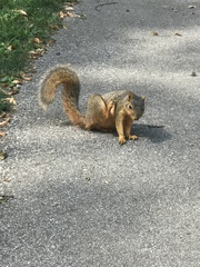 Sciurus niger