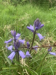 Hyacinthoides