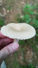 Lactarius subplinthogalus