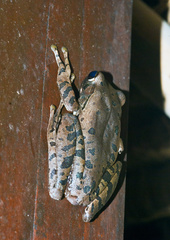 Polypedates leucomystax