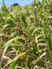 Scleria eggersiana