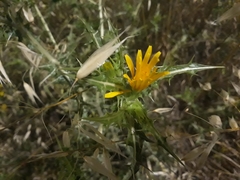 Scolymus