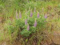 Lupinus saxosus