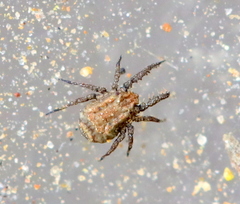 Caeculidae