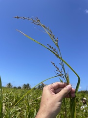 Scleria eggersiana