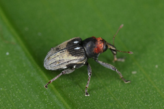 Peridinetus laetus