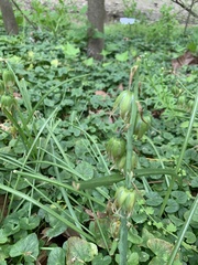 Ornithogalum nutans
