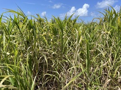 Paspalum fasciculatum