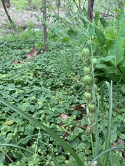 Ornithogalum nutans