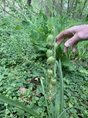 Ornithogalum nutans