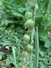 Ornithogalum nutans