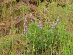 Lupinus saxosus